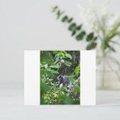 Schwarzer Affe in Baum Sumatra Indonesien Postkarte (Stehend Vorderseite)