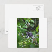 Schwarzer Affe in Baum Sumatra Indonesien Postkarte (Vorne/Hinten)