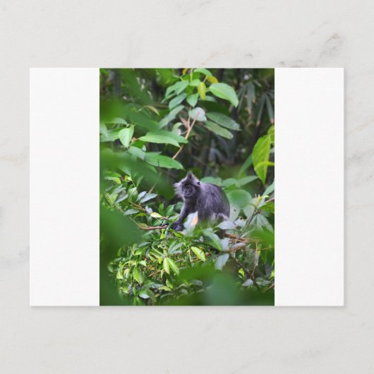 Schwarzer Affe in Baum Sumatra Indonesien Postkarte (Vorderseite)