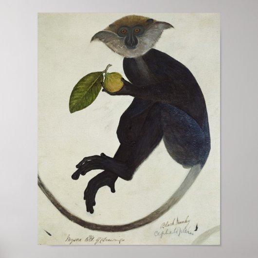 Schwarzer Affe Poster (Vorne)