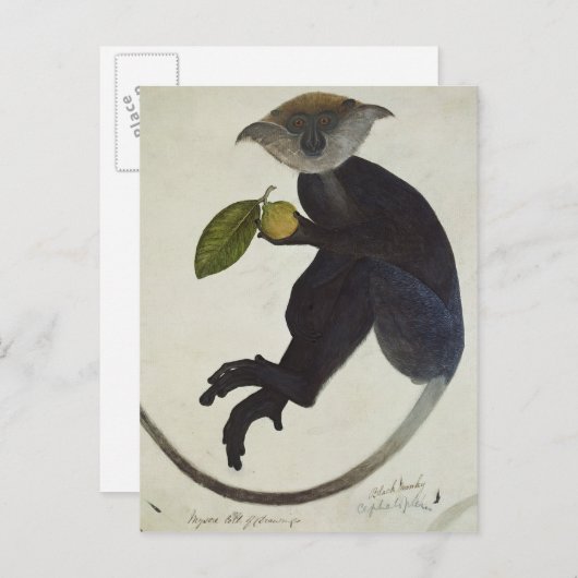 Schwarzer Affe Postkarte (Vorne/Hinten)