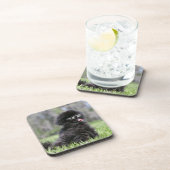 Schwarzer älterer Spitz Getränkeuntersetzer (Rechte Seite)