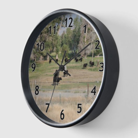 Schwarzer Angus in der Weide Uhr (Winkel)