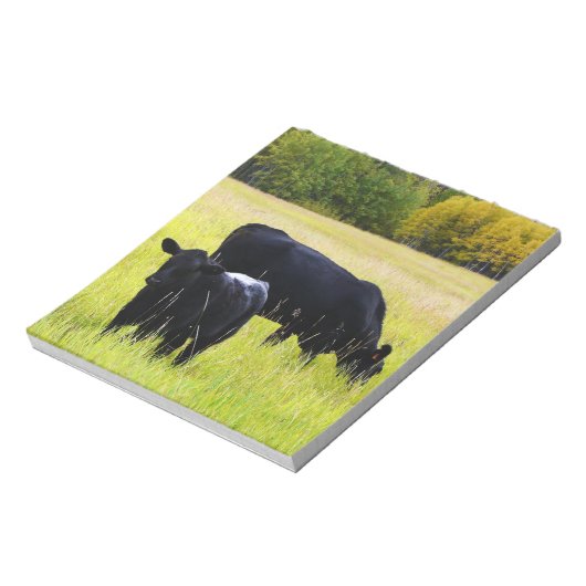 Schwarzer Angus Rind Weiden in Gelbgrasfeld Notizblock (Rotiert)