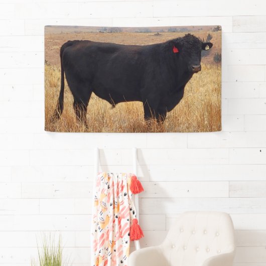 Schwarzer Angus Steer Grazing mit Herde Banner (Insitu)