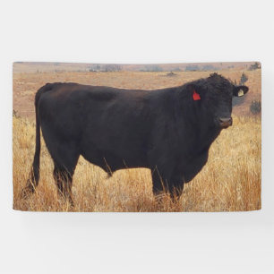 Schwarzer Angus Steer Grazing mit Herde Banner