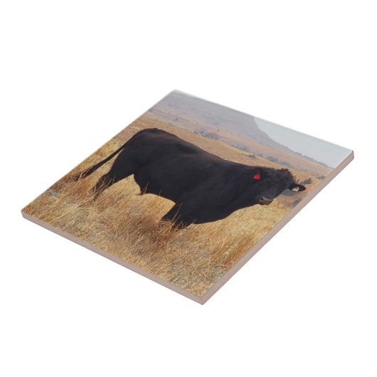 Schwarzer Angus Steer Grazing mit Herde Fliese (Seite)