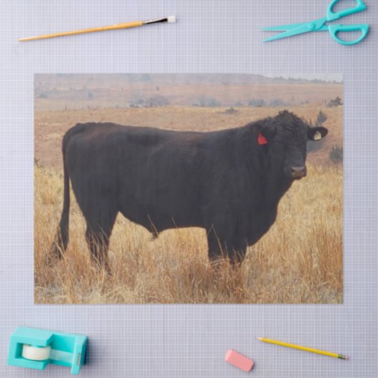 Schwarzer Angus Steer Grazing mit Herde Seidenpapier (Basteln)