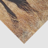 Schwarzer Angus Steer Grazing mit Herde Seidenpapier (Detail)