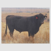 Schwarzer Angus Steer Grazing mit Herde Seidenpapier (Vorderseite)