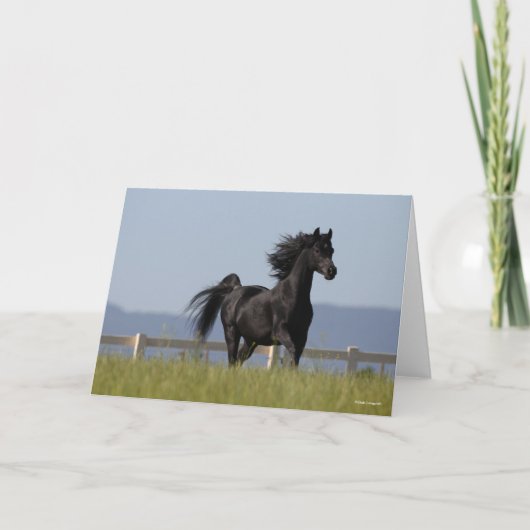 Schwarzer arabischer Stallion, der Mangelflut flie Karte (Vorderseite)