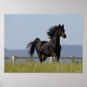 Schwarzer arabischer Stallion, der Mangelflut flie Poster (Vorne)
