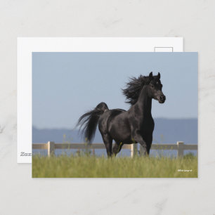 Schwarzer arabischer Stallion, der Mangelflut flie Postkarte