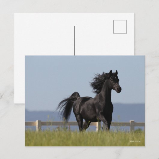 Schwarzer arabischer Stallion, der Mangelflut flie Postkarte (Vorne/Hinten)