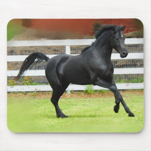 Schwarzer arabischer Stallion Mousepad (Vorne)
