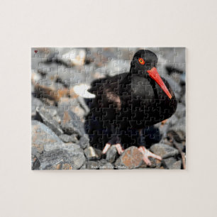 Schwarzer Austernfischer Alaska Puzzle