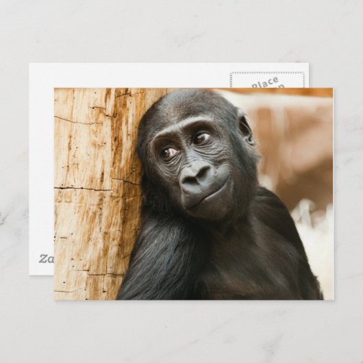 Schwarzer Baby-Affe Postkarte (Vorne/Hinten)