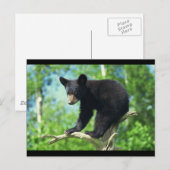 Schwarzer Bär auf einem Baum Postkarte (Vorne/Hinten)