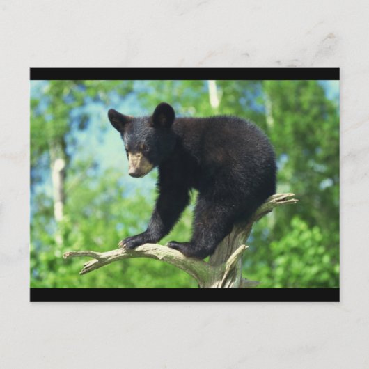 Schwarzer Bär auf einem Baum Postkarte (Vorderseite)
