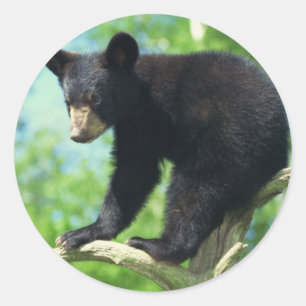 Schwarzer Bär auf einem Baum Runder Aufkleber