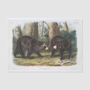 Schwarzer Bär aus Nordamerika (1845) Seidenpapier