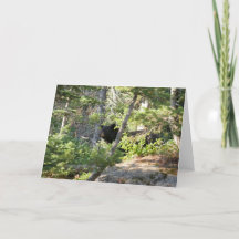 Schwarzer Bär bei Grand Teton