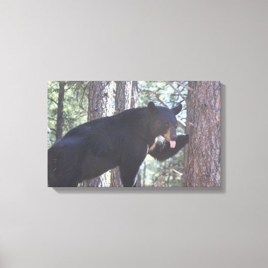 Schwarzer Bär, Canvas Prints Leinwanddruck (Vorderseite)