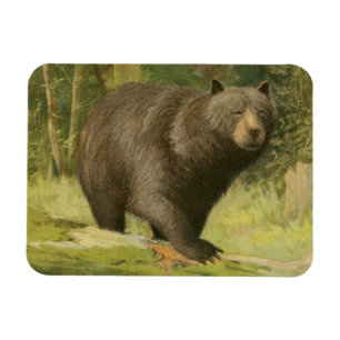 Schwarzer Bär, der auf einen Baum-Stamm tritt Magnet