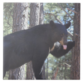 Schwarzer Bär Fliese