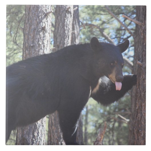 Schwarzer Bär Fliese (Vorderseite)