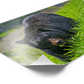 Schwarzer Bär Foto drucken (Ecke)