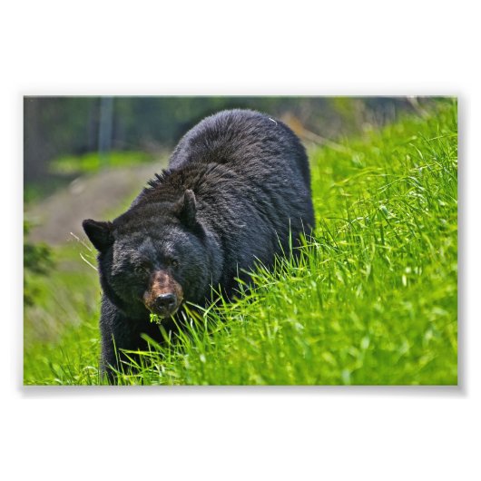 Schwarzer Bär Foto drucken (Vorne)