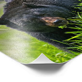 Schwarzer Bär Foto drucken (Ecke)