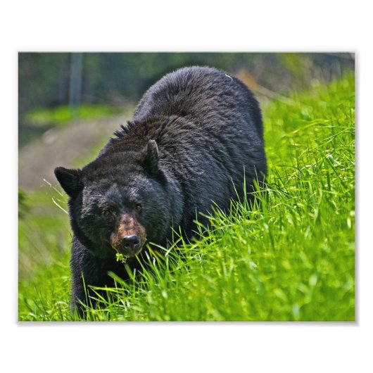 Schwarzer Bär Foto drucken (Vorne)