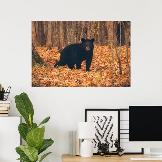 Schwarzer Bär im Herbstwald Poster (Heimbüro)