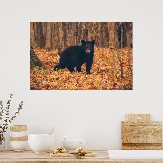 Schwarzer Bär im Herbstwald Poster (Küche)