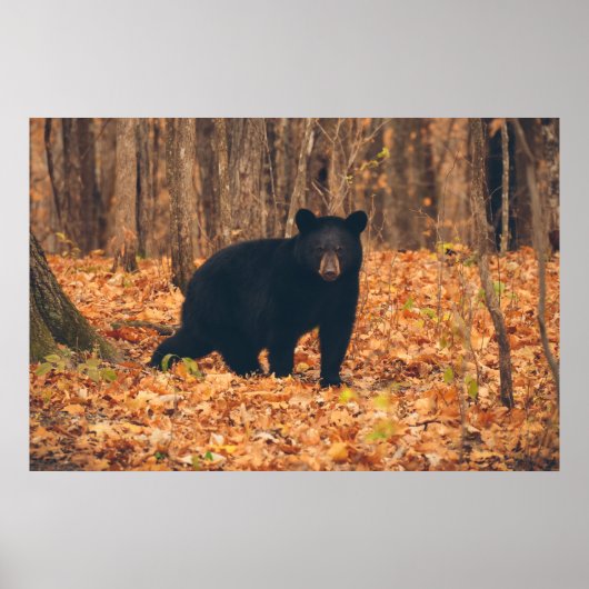 Schwarzer Bär im Herbstwald Poster (Vorne)