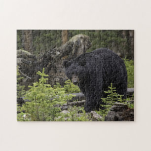 Schwarzer Bär im Wald Puzzle