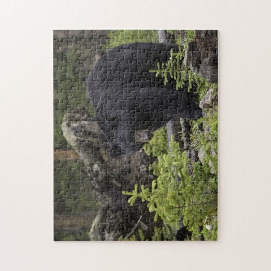 Schwarzer Bär im Wald Puzzle (Vertikal)
