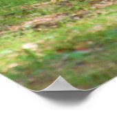 Schwarzer Bär in der Nähe des Campingplatzes Poster (Ecke)