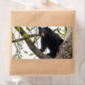 Schwarzer Bär klettern (Insitu)