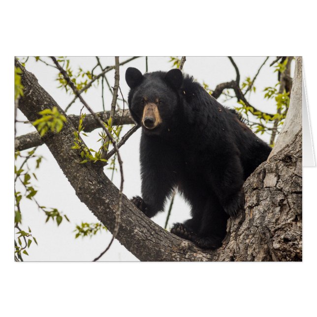 Schwarzer Bär klettern (Vorderseite (Horizontal))