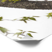 Schwarzer Bär klettern Fotodruck (Ecke)