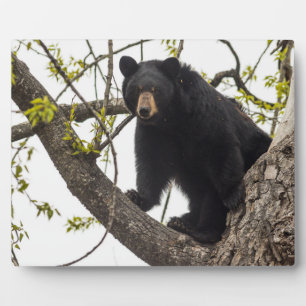 Schwarzer Bär klettern Fotoplatte