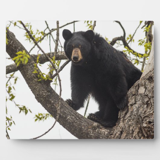 Schwarzer Bär klettern Fotoplatte (Vorderseite)