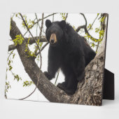 Schwarzer Bär klettern Fotoplatte (Seite)