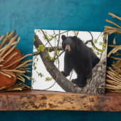 Schwarzer Bär klettern Fotoplatte (Seite)