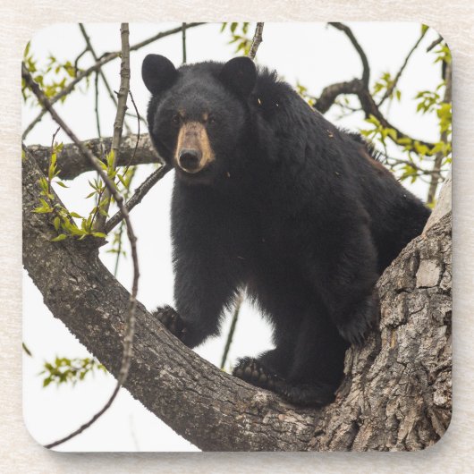 Schwarzer Bär klettern Getränkeuntersetzer (Vorderseite)