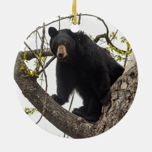 Schwarzer Bär klettern Keramik Ornament (Hinten)