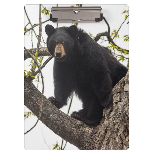 Schwarzer Bär klettern Klemmbrett (Vorderseite)